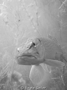 Northern Pike , S/W taken with Canon G10 , no strobe by Beate Seiler 